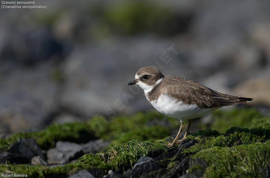 Semipalmated Plover