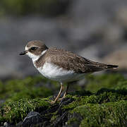 Semipalmated Plover