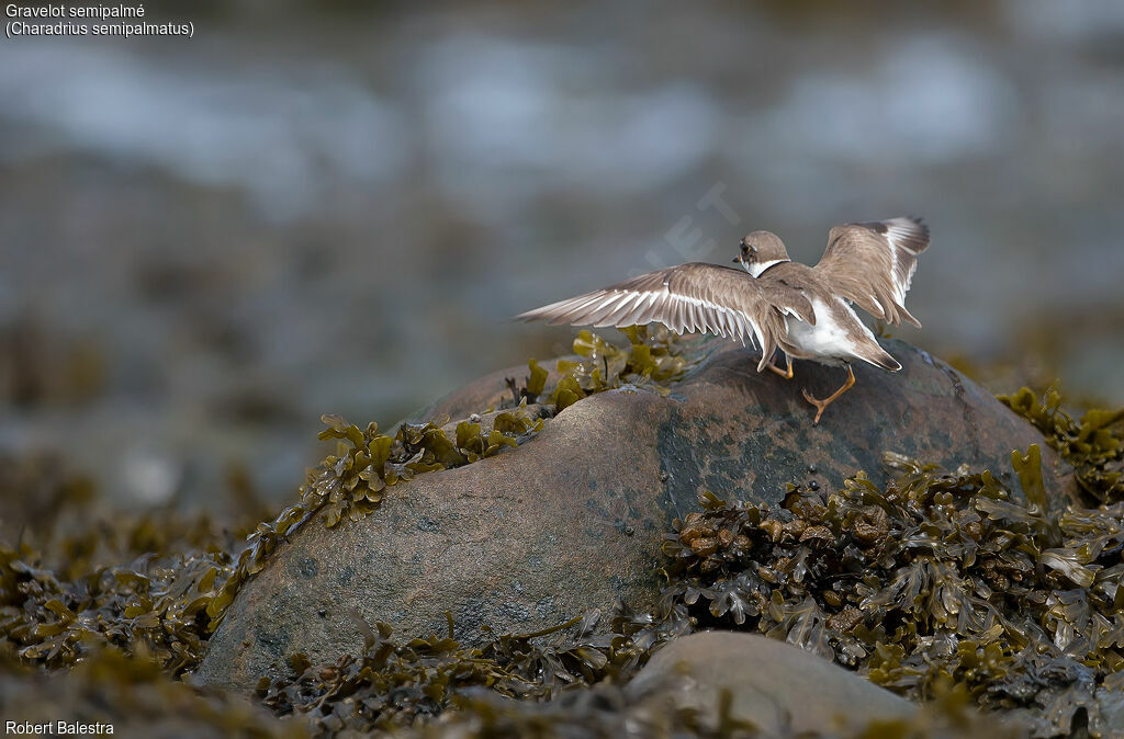 Semipalmated Plover