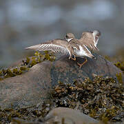 Semipalmated Plover