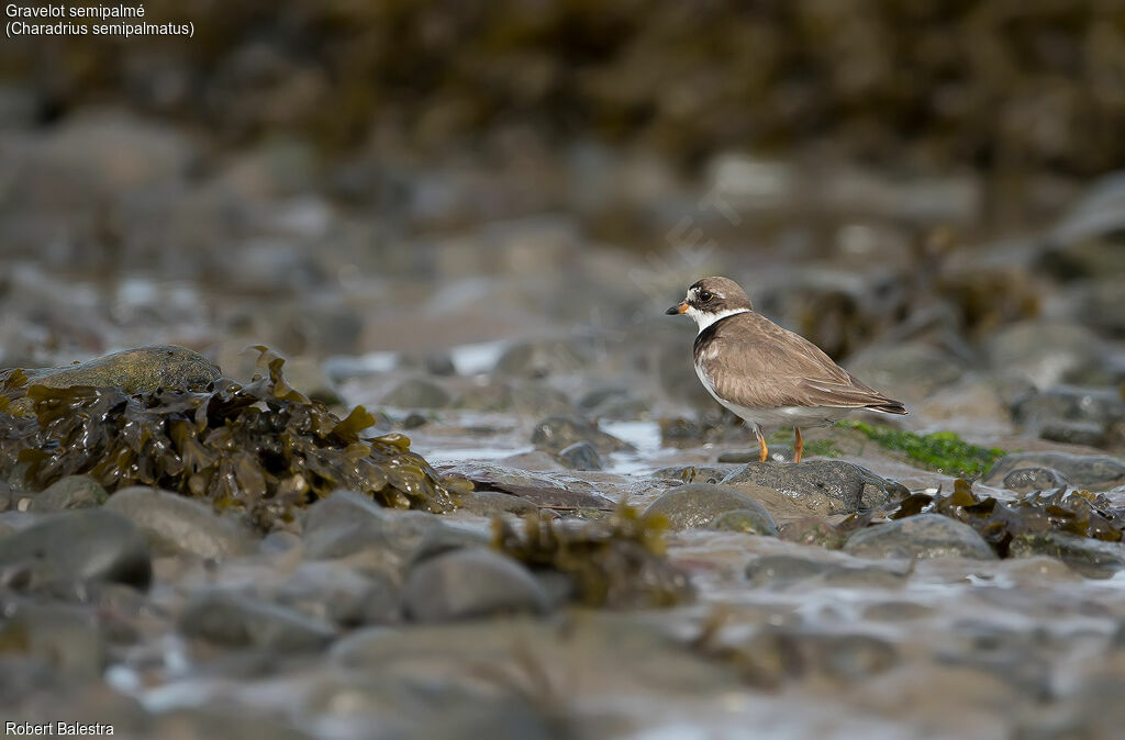 Semipalmated Plover