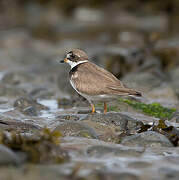 Semipalmated Plover