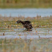 Pied-billed Grebe