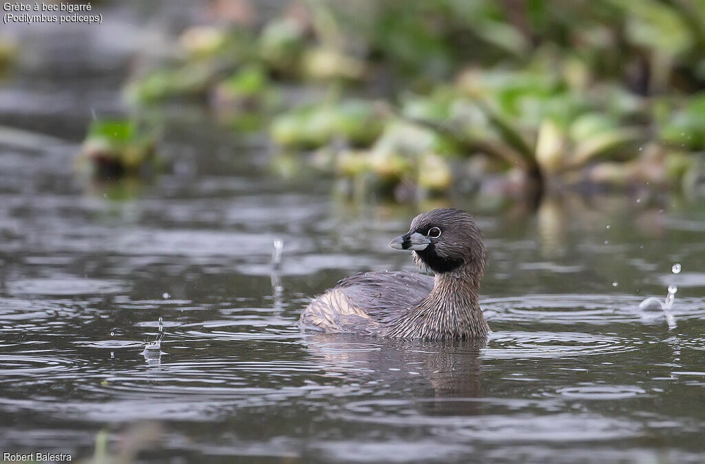 Pied-billed Grebe