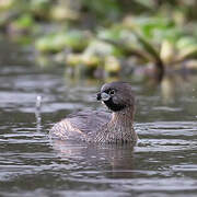 Pied-billed Grebe