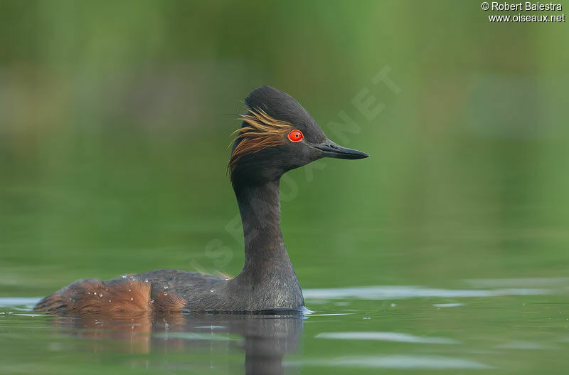 Black-necked Grebe