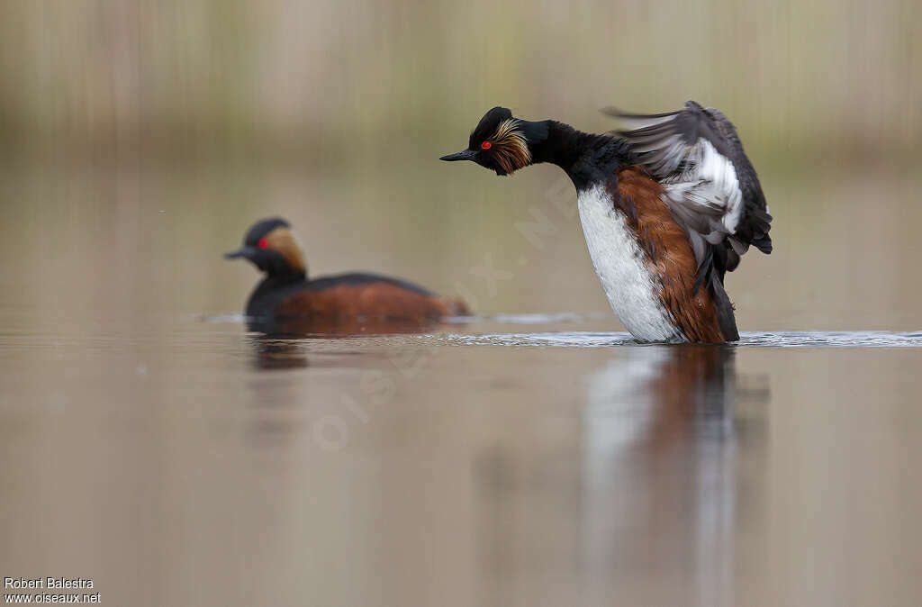 Black-necked Grebeadult, care, Behaviour