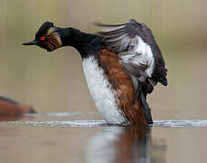 Black-necked Grebe