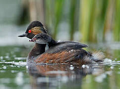 Black-necked Grebe