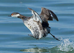 Black-necked Grebe