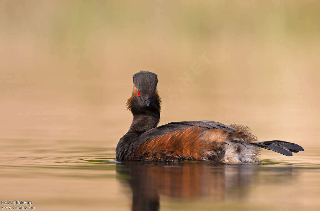 Black-necked Grebeadult, Behaviour