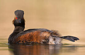 Black-necked Grebe