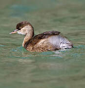 Little Grebe