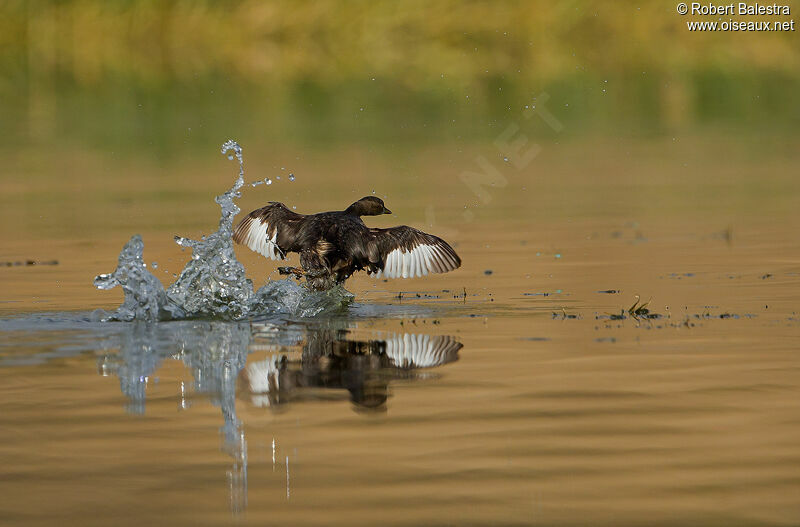 Little Grebe