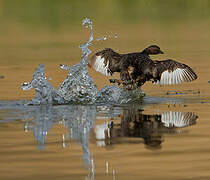 Little Grebe