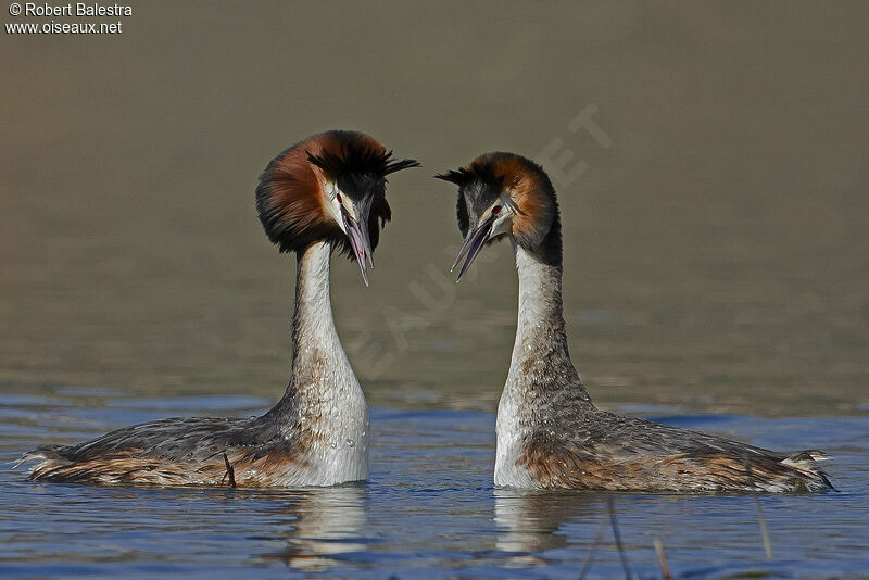 Great Crested Grebe 