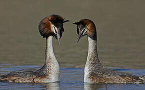 Great Crested Grebe