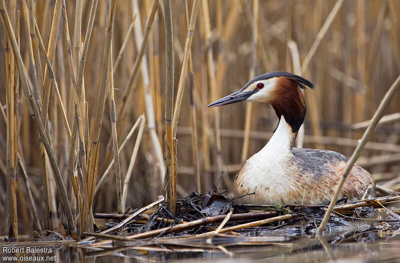 Great Crested Grebeadult, Reproduction-nesting