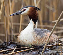 Great Crested Grebe