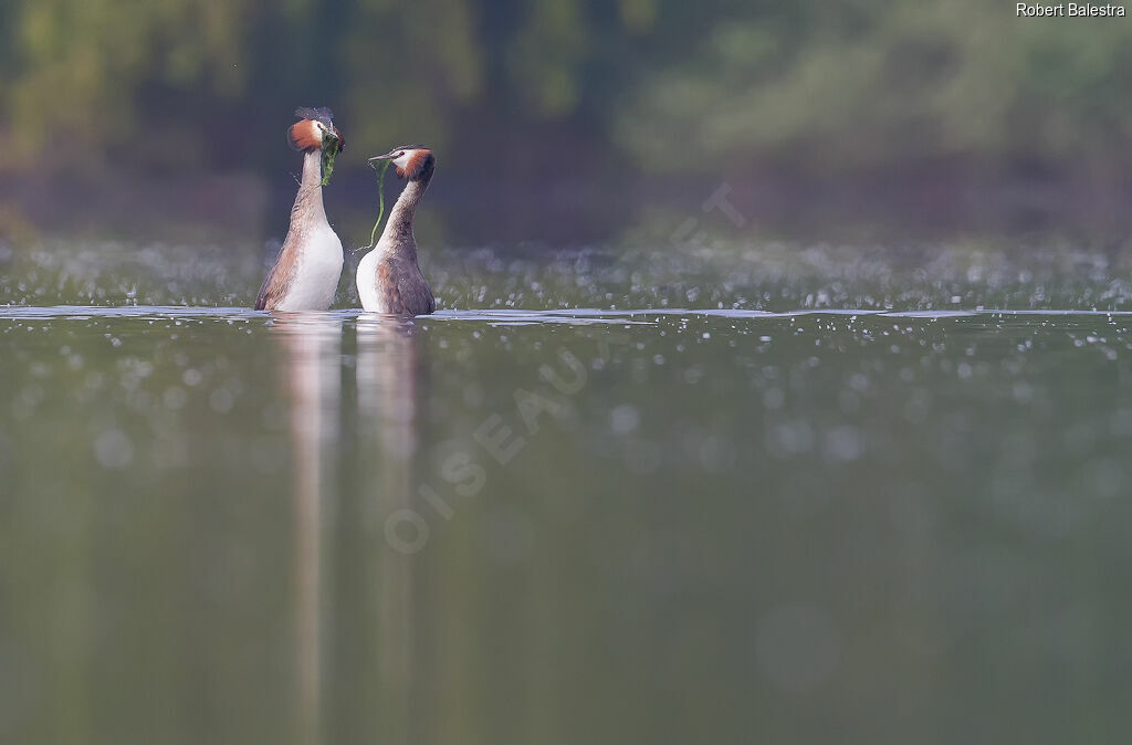 Great Crested Grebeadult, courting display