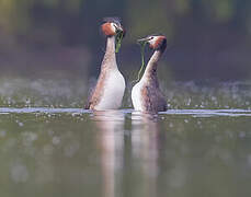 Great Crested Grebe