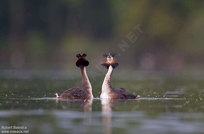 Great Crested Grebeadult, courting display, song
