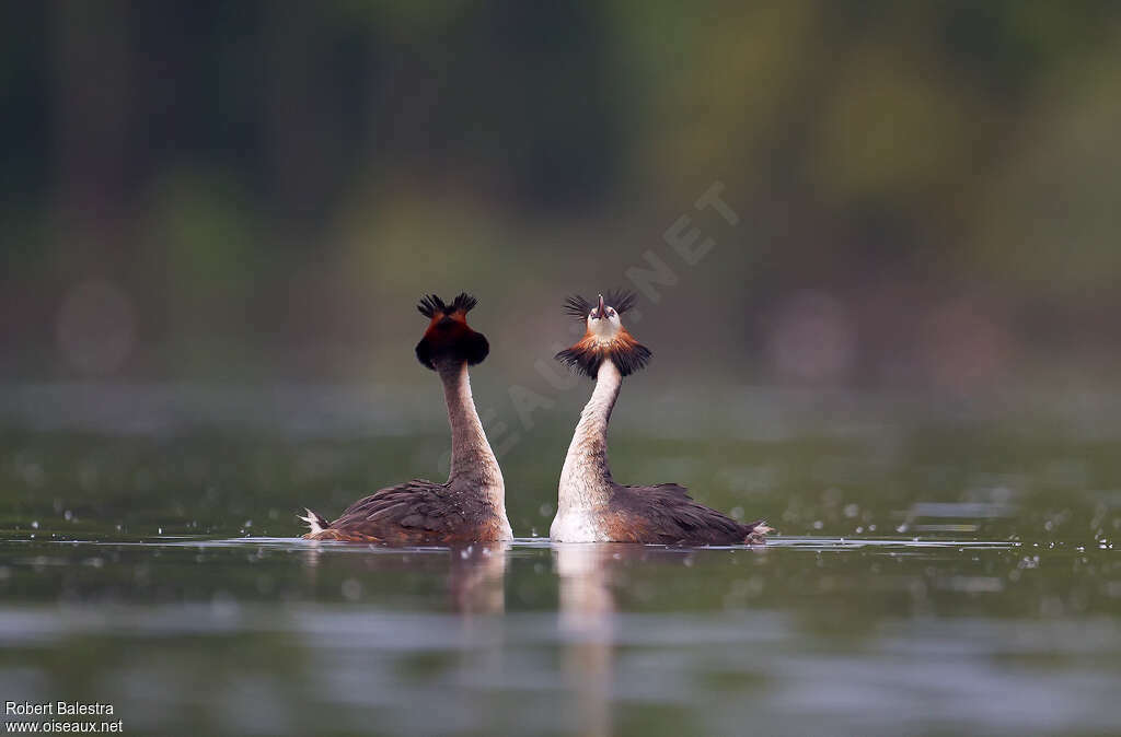 Great Crested Grebeadult, courting display, song