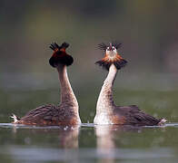 Great Crested Grebe