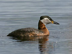 Red-necked Grebe