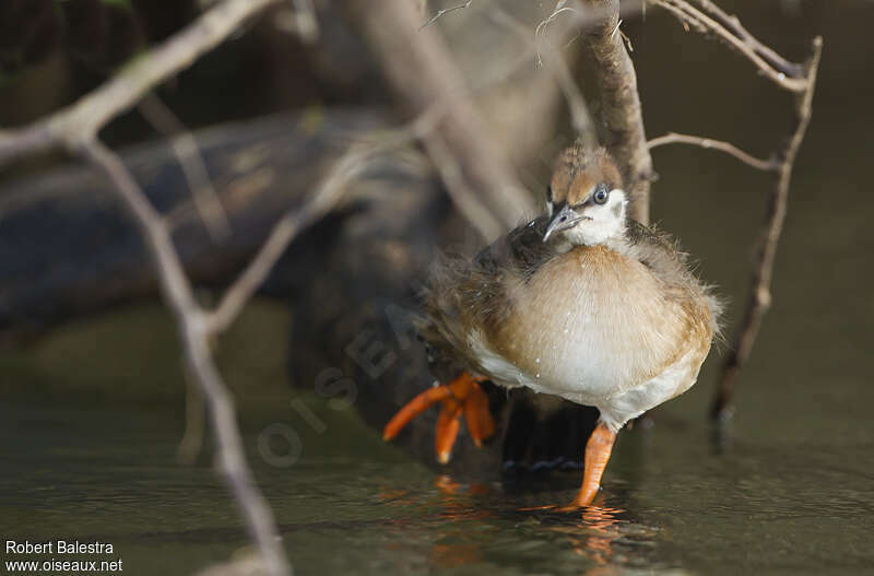 African Finfootjuvenile