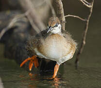 African Finfoot