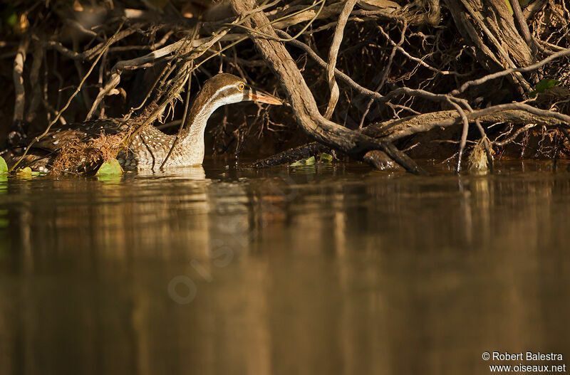 African Finfootadult