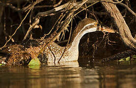 African Finfoot