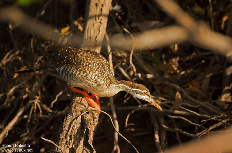 Grébifoulque d'Afriqueadulte, identification