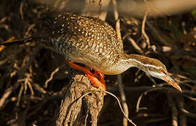 African Finfoot