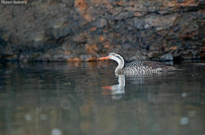 African Finfoot