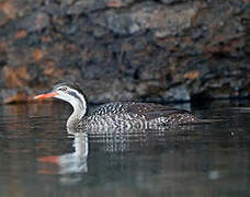 African Finfoot