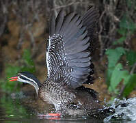 African Finfoot