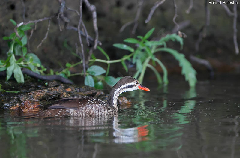 African Finfoot