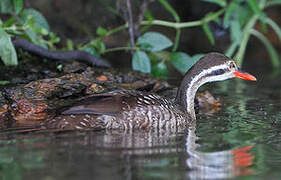 African Finfoot