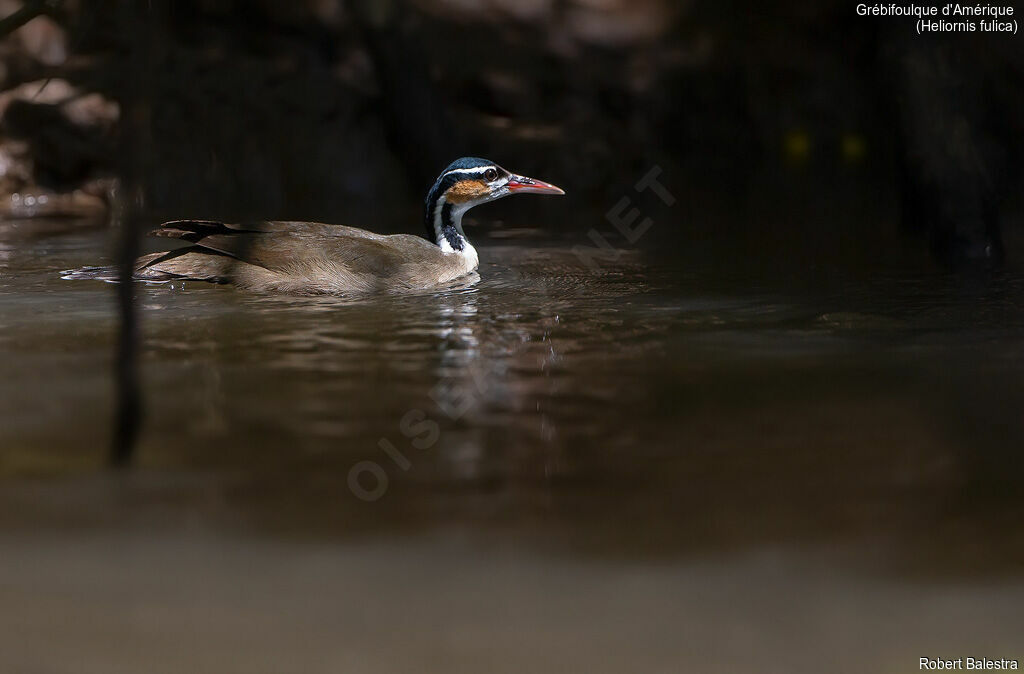 Sungrebe