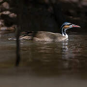 Sungrebe