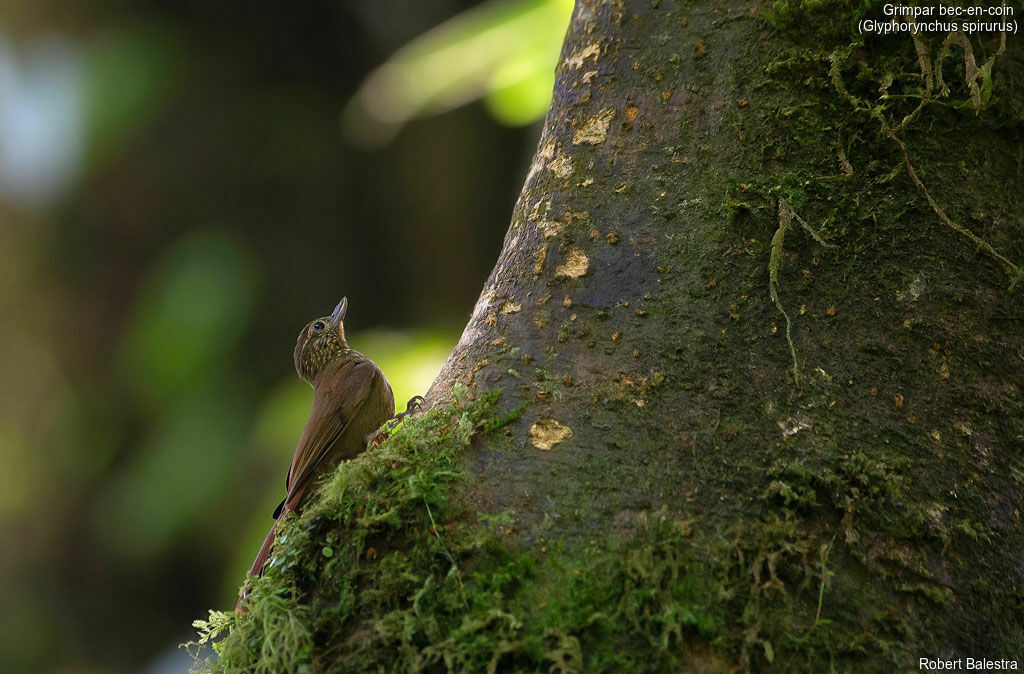 Wedge-billed Woodcreeper