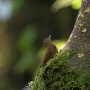 Wedge-billed Woodcreeper