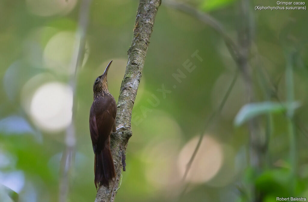 Cocoa Woodcreeper