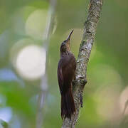 Cocoa Woodcreeper