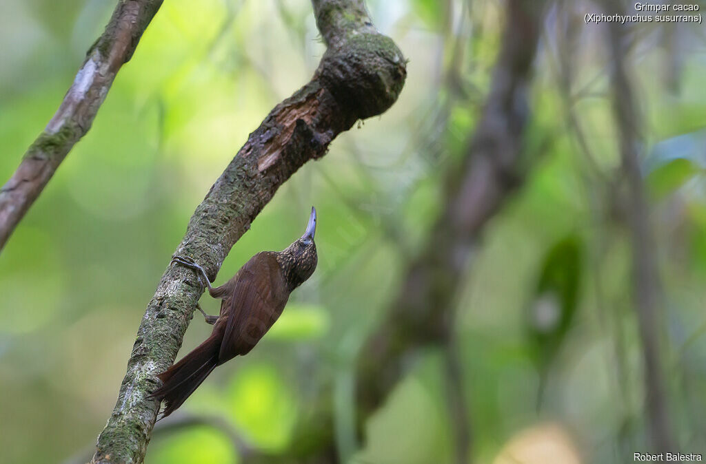 Cocoa Woodcreeper