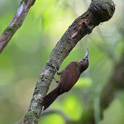 Cocoa Woodcreeper