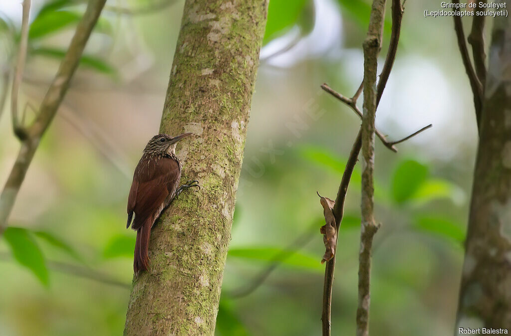 Streak-headed Woodcreeper