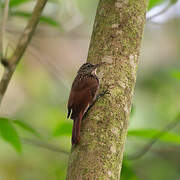 Streak-headed Woodcreeper